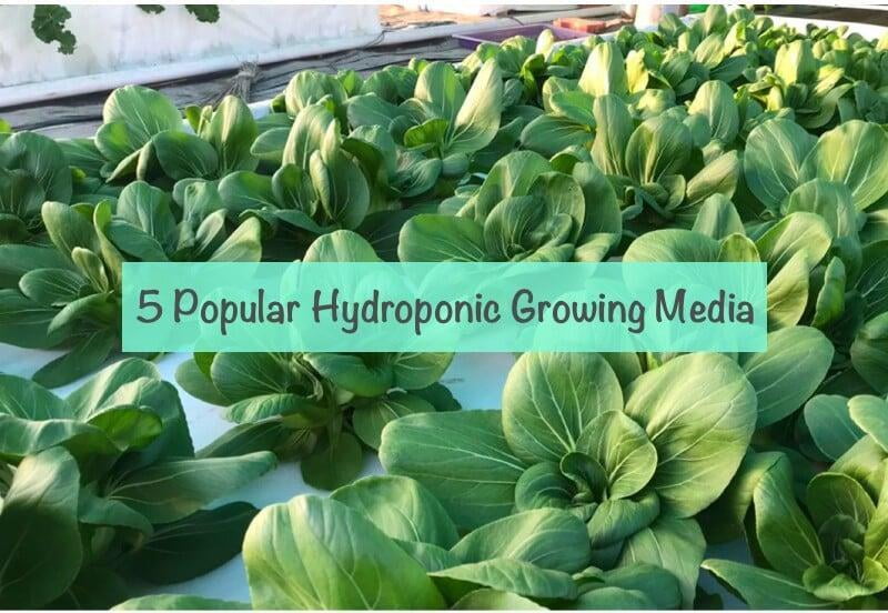 5 Most Commonly Used Growing Media in Hydroponics